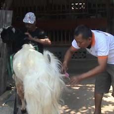 Maaf! Salon Kambing H Anis Tidak untuk Umum