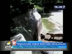 Terjatuh, Pengunjung Kebun Binatang Dimangsa Harimau Putih