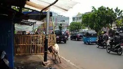 Waduh, Ogah Dilarang Jualan di Trotoar, Pedagang Kambing Tanabang Siap Bentrok