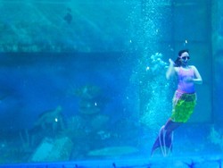 5 Fakta Putri Duyung Cantik di Ocean Dream Samudera, Ancol