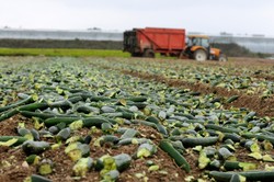 Kurangi Limbah Makanan, Supermarket Ini Olah Limbah Menjadi Kompos