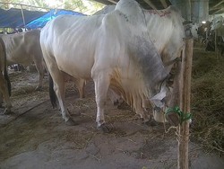 Si Gagah, Sapi Jantan yang Dibanderol Rp 38 Juta