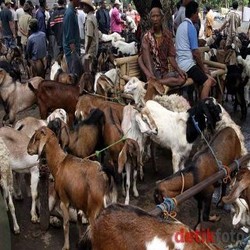Jelang Idul Adha, Minat Masyarakat Beli Kambing Berkurang