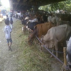 Jelang Idul Adha Harga Sapi Naik 20%, Ukuran Standar Rp 14 Juta/Ekor