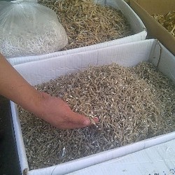 Menyedihkan, Teri Medan Dihantam Teri Thailand