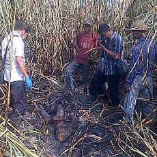 Padamkan Api di Lahan Tebu, Seorang Petani Ditemukan Tewas Terpanggang