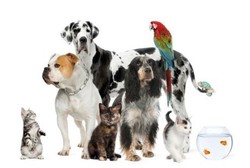 Tolak Aksi Sadis, Ini Cara Simpel Kendalikan Rabies Versi Guru Besar UGM