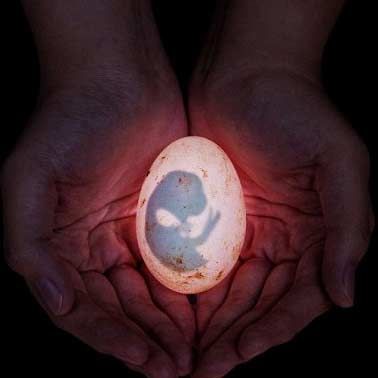 Finalis Society of Biologys: Embrio Alien & Kandang Anti Nyamuk