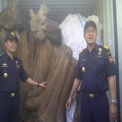 Dianggap Keramat dan Mahal, Kayu Ini Rawan Diselundupkan ke Tiongkok