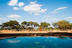 Ini Baru Keren, Kolam Renang di Tengah Savana Afrika