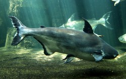 5 Jenis Ikan Air Tawar Ini Juga Populer Sebagai Ikan Asin