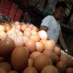 Kisah Telur Ayam Organik Blitar Kuasai Malaysia Berkat Internet
