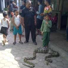 Heboh Ular Phyton Makan Kambing Jadi Tontonan Warga
