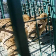 Tiga singa Gaza Dibawa ke Israel