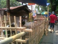 Ini Cerita Ahok Soal Sulitnya Tertibkan Pedagang Hewan Kurban di Tanah Abang