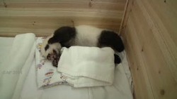 Belum Dinamai, Tiongkok Gelar Sayembara Penamaan Bayi Panda Kembar 3