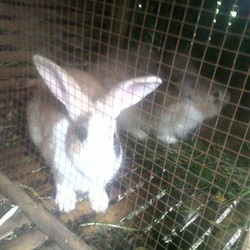 Dahlan Minta BUMN Bantu Penjual Air Kencing Kelinci