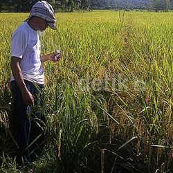 Diminta Kurangi Nasi, Orang RI Justru Pindah ke Pangan Impor