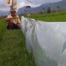 Ratusan Hektar Tanaman Padi di Pacitan Gagal Panen