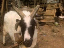 Uniknya Keluarga Si Jagur, Kambing Blasteran Bertanduk Banyak