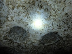 Batu Cermin, Gua Ajaib Dari Labuan Bajo