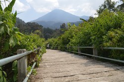 Jembatan di Gede Pangrango Ini Biasa Dilewati Macan Tutul
