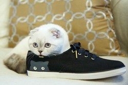Kucing Taylor Swift Jadi Model Untuk Koleksi Sepatu Perdananya