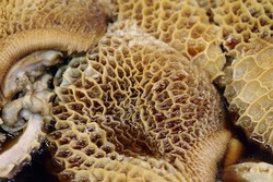 Agar Babat Sapi Bersih, Empuk, dan Tak Berbau Tajam, Ini Trik Mengolahnya!