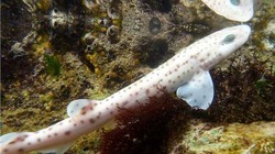 Riset: Ikan Hiu Bisa Gaul atau Menyendiri