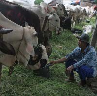 Tetangga Prabowo Dapat Jatah 8 Sapi, Biasanya Dapat 5 Kg/ kantong