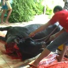 Ajaib! Seekor Sapi Hidup Lagi Meski Disembelih