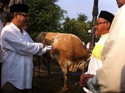 Salat Id di DPP Golkar, Ical Kurbankan Sapi Peranakan Australia