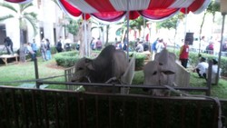 Presiden SBY dan Wapres Boediono Serahkan Sapi Kurban ke Panitia Masjid Istiqlal