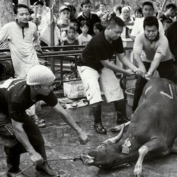 Menghindari Sadisme Saat Memotret Hewan Kurban