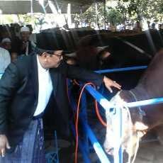 Sapi Kurban 1,21 Ton, Soekarwo: Peternak Sapi di Jatim Miliki Bobot yang Berat