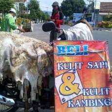 Ada Pengepul Kulit Hewan Dadakan di Situbondo