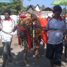 Sapi Kurban Ini Didandani dan Diarak Sebelum Disembelih