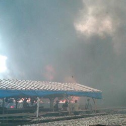 Si Jago Merah Mengamuk di Tempat Pengasinan Ikan Muara Angke