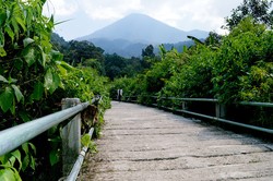 Ini Jembatan yang Dilewati Macan di Gede Pangrango