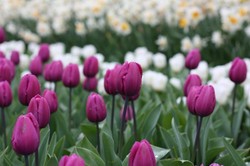 Keukenhof, Karpet Tulip Warna-warni nan Cantik di Belanda