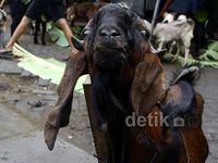 Pasca Idul Adha, Penjual Hewan Kurban Banting Harga