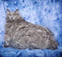 Foto: Lucunya King Leo, Kucing dengan Bobot 13 Kg