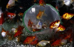 Pekarangan Kecil di Rumah Pun Bisa Hasilkan Rp 50 Juta/Tahun, Ini Caranya