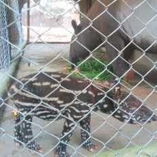 Pasangan Tapir Herlina dan Billy Lahirkan Anak di Taman Safari II Prigen