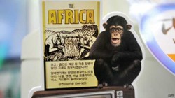 Diskriminasi di Korea Selatan pada Imigran Dikritik Pelapor PBB