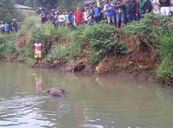 Mayat Pria Bertato dan Berambut Mohawk Ditemukan Mengambang di Kali Angke