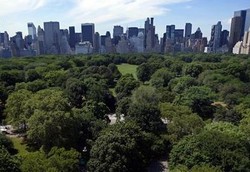 Duh, Bayi Beruang Ditemukan Tewas di Central Park New York