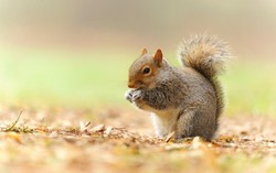 Nyam! Daging Tupai Dilombakan Sebagai Burger Lezat di Inggris