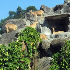 Empat Ekor Kambing Gunung Lahir di Kebun Binatang Surabaya