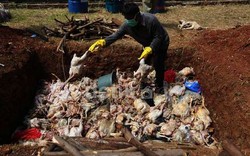 Diduga Terinfeksi Flu Burung, Ratusan Itik di Banyumas Mati Mendadak